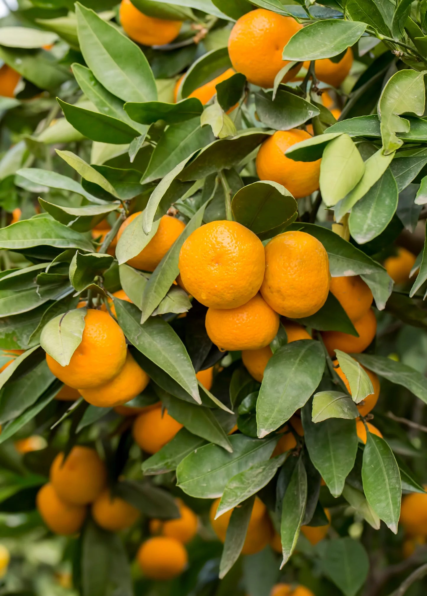 Dancy Tangerine Tree - 5 Gallon Pot