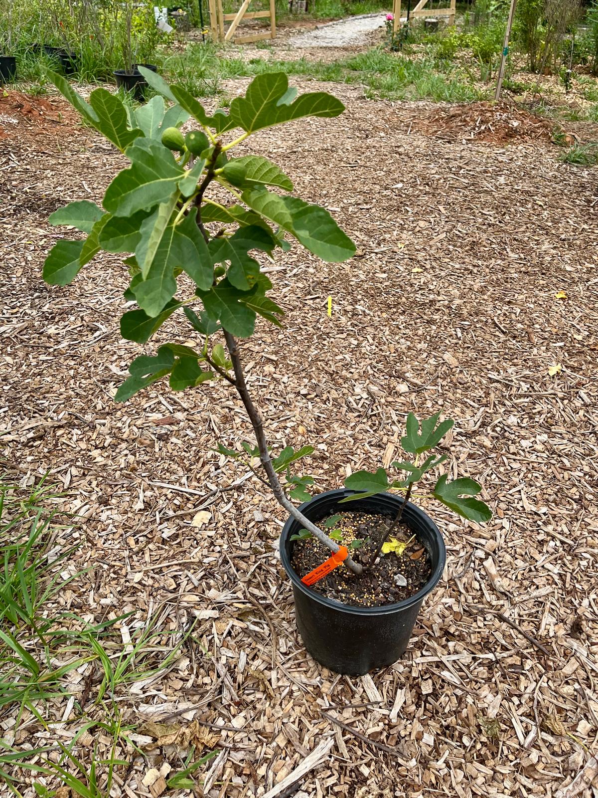 Desert King Fig Tree - 3 Gallon Pot