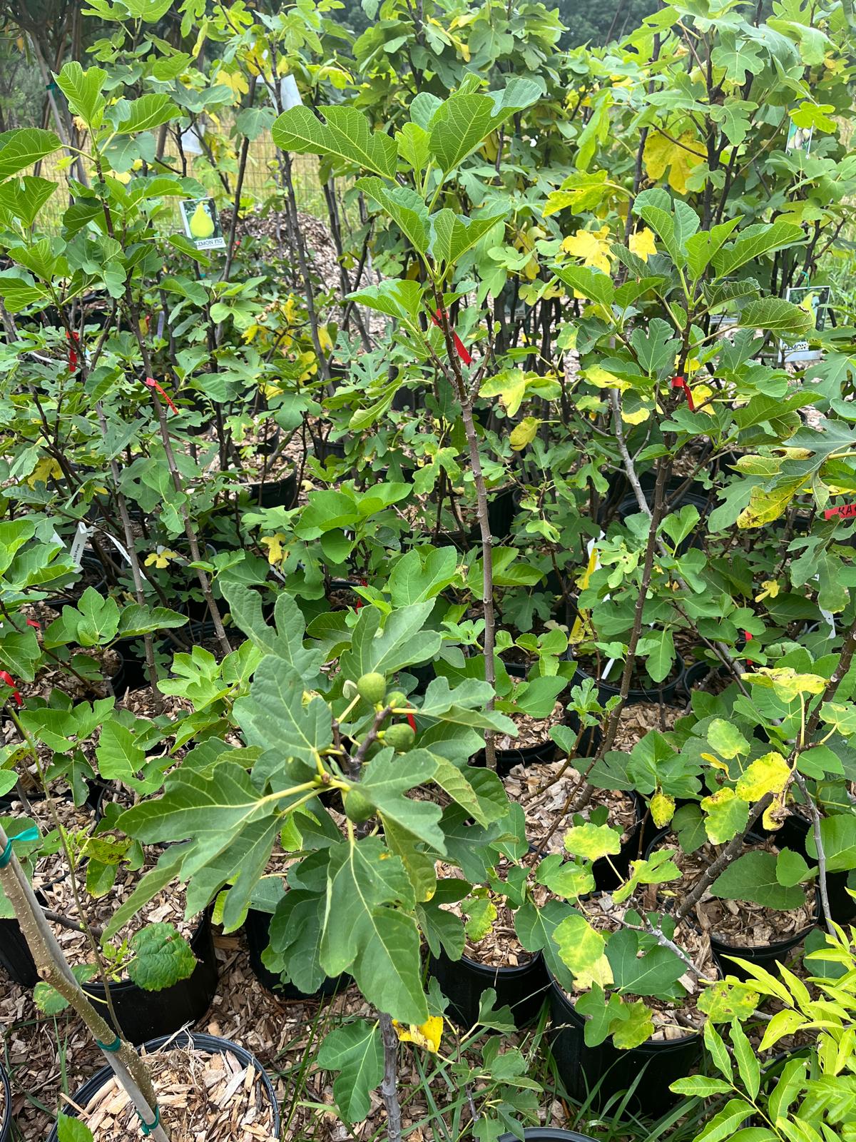 Desert King Fig Tree - 3 Gallon Pot
