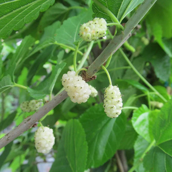 Cold Hardy Himalayan or Very Long Mulberry (9 ft tall)