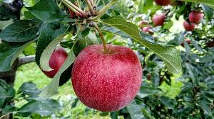Pink Lady Apple Tree - 6 Feet Tall