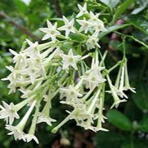 Night Queen (Ratki Rani) Plant