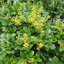 Chinese Perfume Tree, 2 Gallon Pot