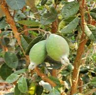 Cold Hardy Pineapple Guava, 3 Feet Tall