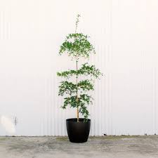 Black Olive Plant, 3 Gallon Pot, grafted