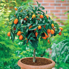 Calamondin Tree, 3 Gallon Pot