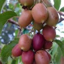 Ken's Red Hardy Kiwi