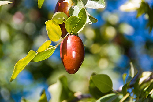 Lang Jujube Tree - 5 Gallon Pot (Grafted)