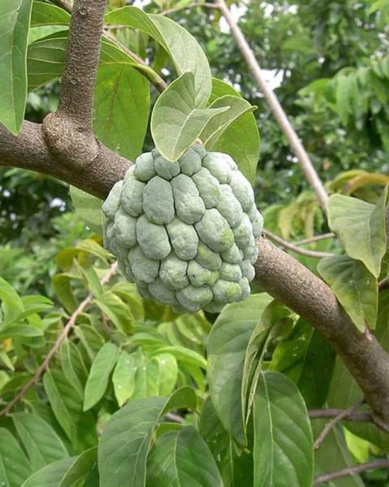 Sugar Apple Tree - 10 Gallon Pot