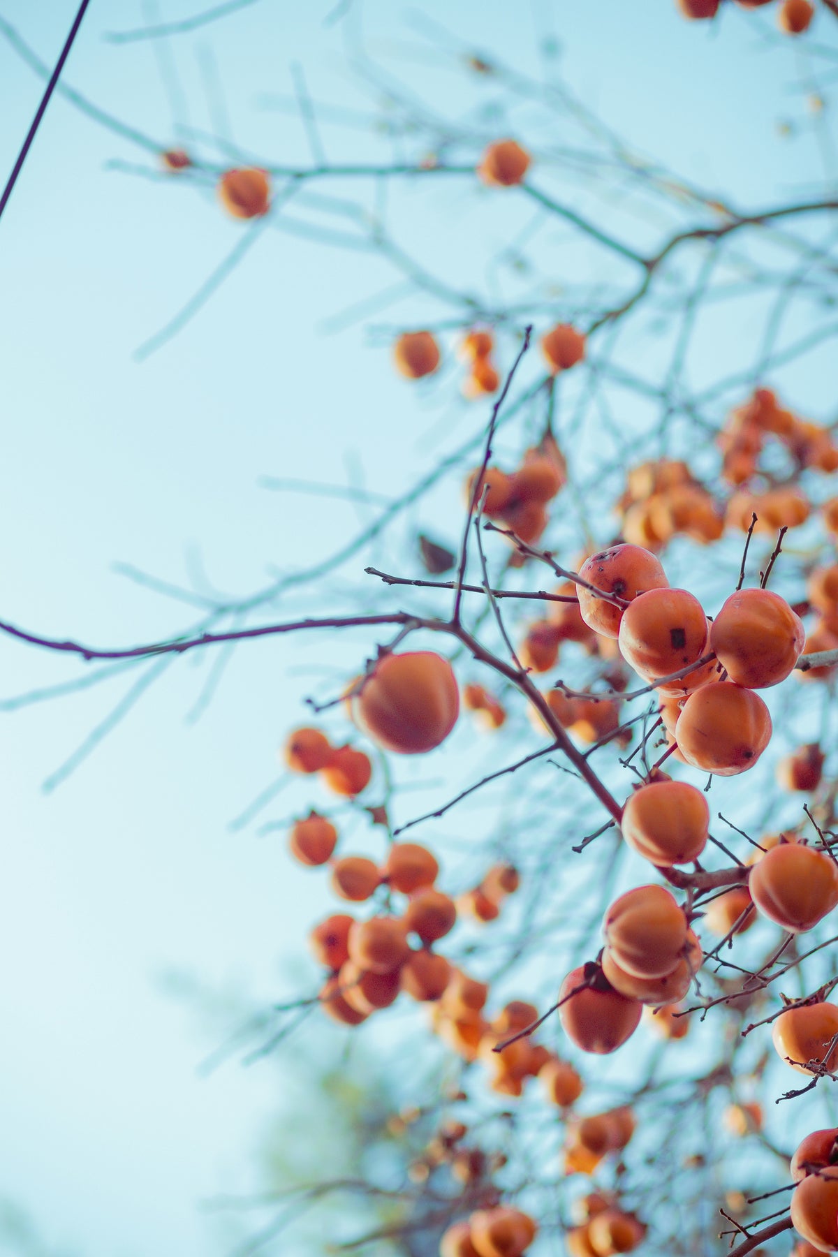 'Nikita’s Gift' Persimmon - Grafted