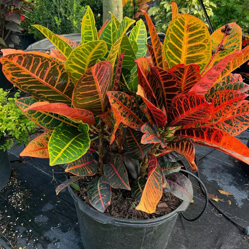 Croton, 2 Gallon Pot