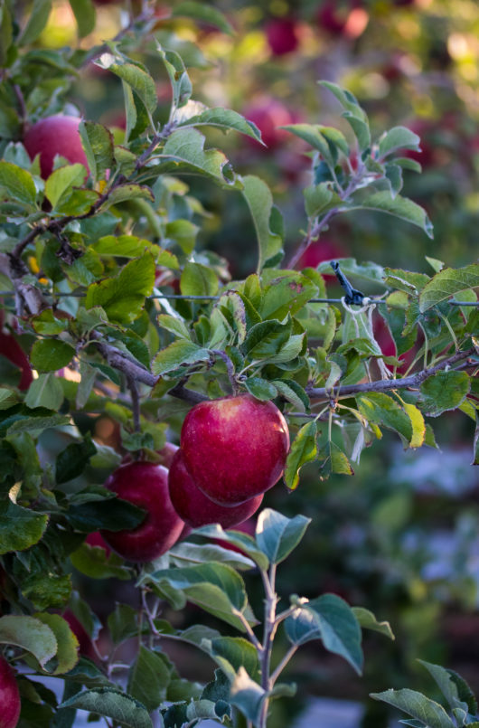 Fuji Apple Tree - 6 feet tall