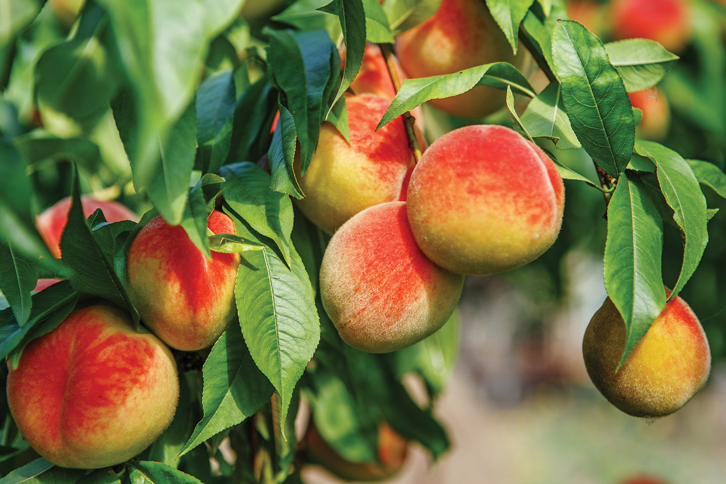 Elberta Peach Tree - 6 feet tall