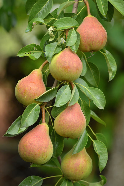 Moonglow Pear Tree