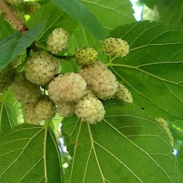 Persian Grafted Mulberry Tree, 6 ft tall