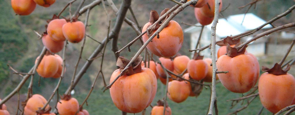 American Persimmon Tree - 7 feet tall