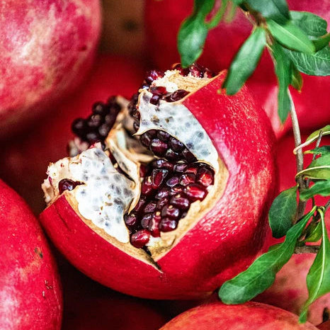 succulent pomegranate Salavatski Pomegranate Plant – Magnus Gardens