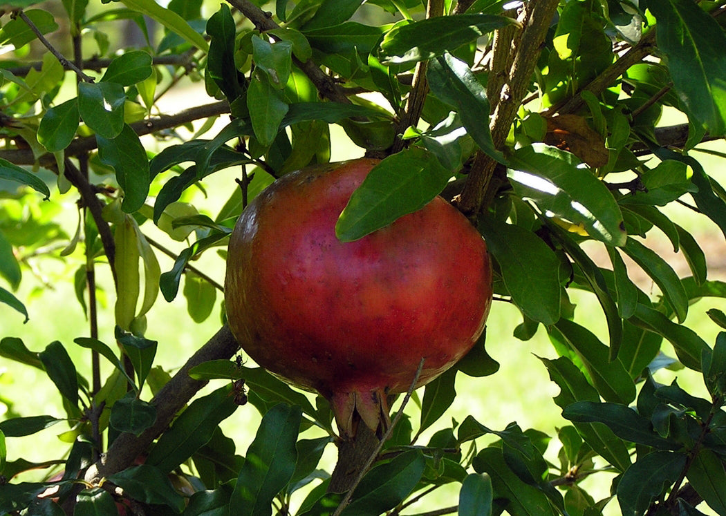 Parfianka Pomegranate Tree