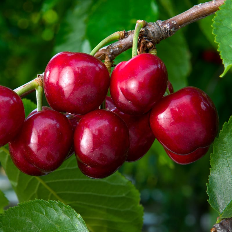 Coral Champagne Cherry Tree - 8 Feet Tall