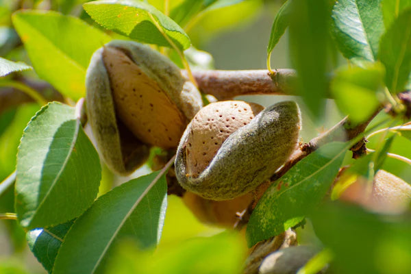 Padre Almond Tree