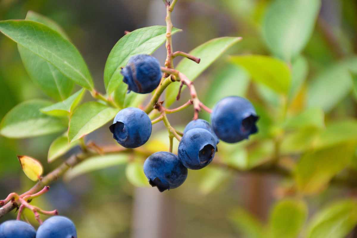 'Star' Blueberry