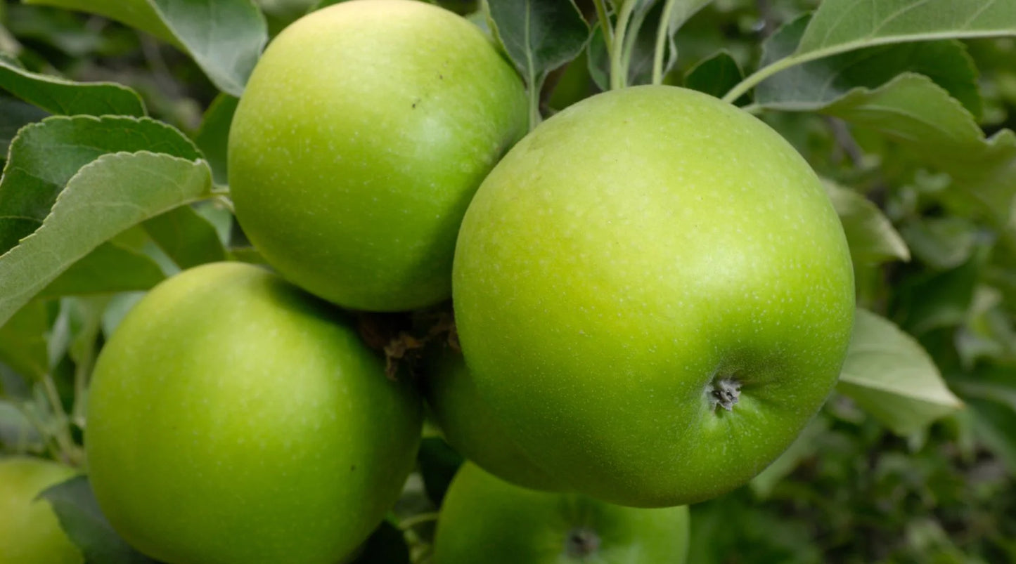 Granny Smith Apple Tree - 6 Feet Tall