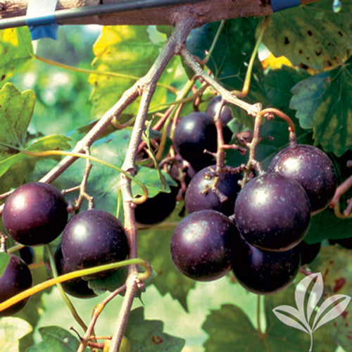 Jumbo Muscadine Plants, 1 Gallon Pot