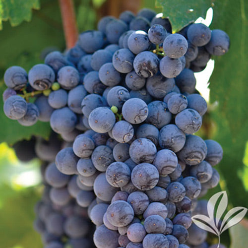 Fredonia Grape, 1 Gallon Vine