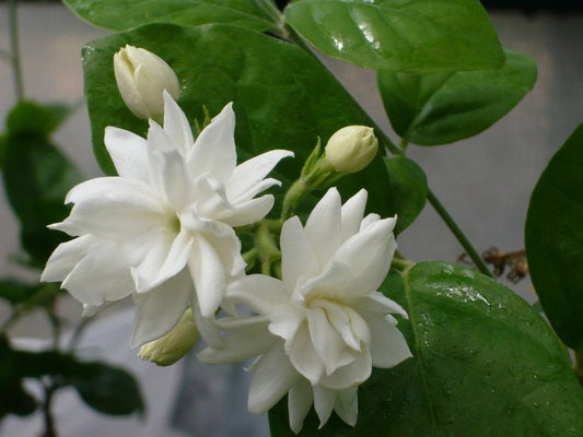 Mysore Malli (Jasminum Sambac)