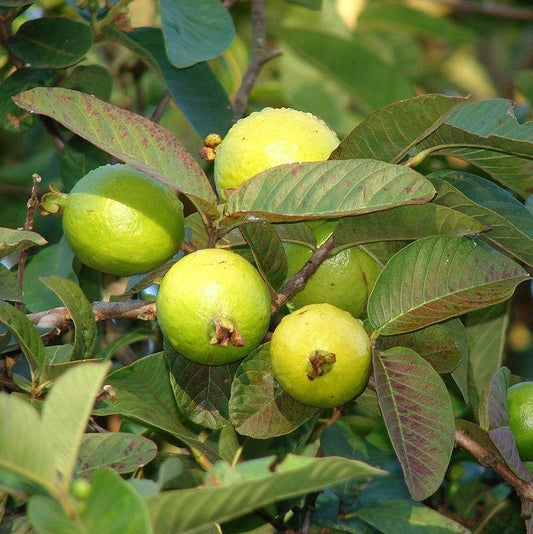 White Fruiting Guava Tree