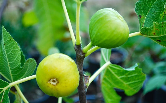 Italian Honey Fig Tree - 3 Gallon Pot