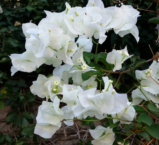 White Bougainvillea - 1 Gallon Pot