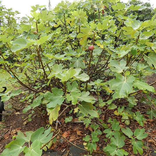 Brown Turkey Fig Tree, 5 Feet Tall