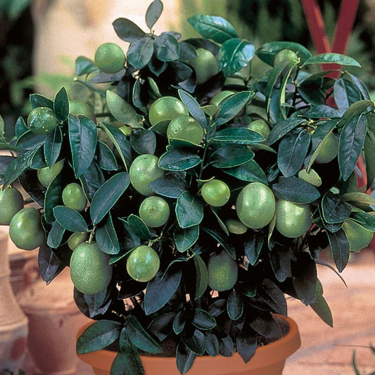 Key Lime, 5 Gallon Pot