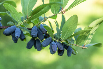 Boreal Beast' Haskap (Honeyberry) Plant – Magnus Gardens