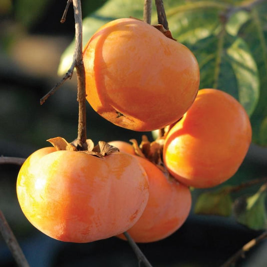 Dwarf Ichi Persimmon, 3 Gallon Pot