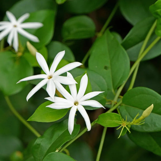 Downy Jasmine, 3 Gallon Pot