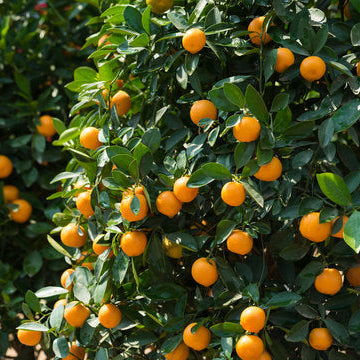 Callie Kumquat - 3 Gallon Pot