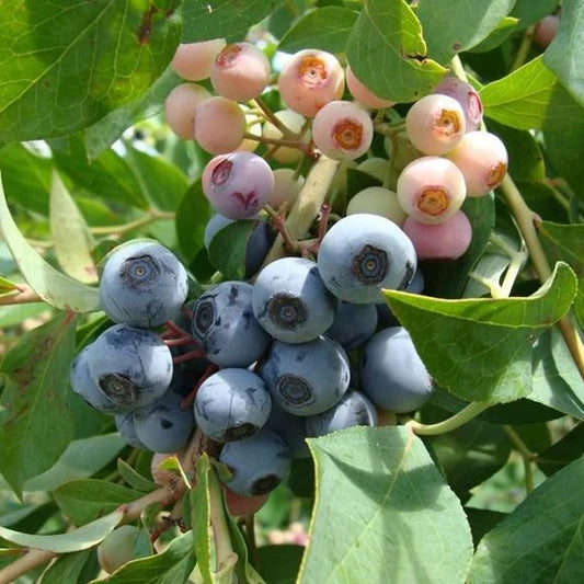 Brightwell Blueberry Plant, 1 Gallon Pot