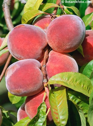 Red Haven Peach Tree - 6 feet tall
