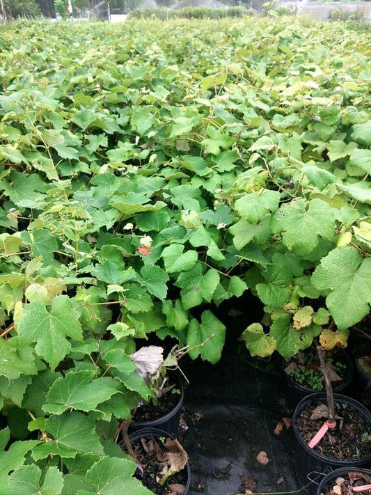 Concord Grape Plant
