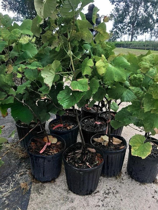Concord Grape Plant