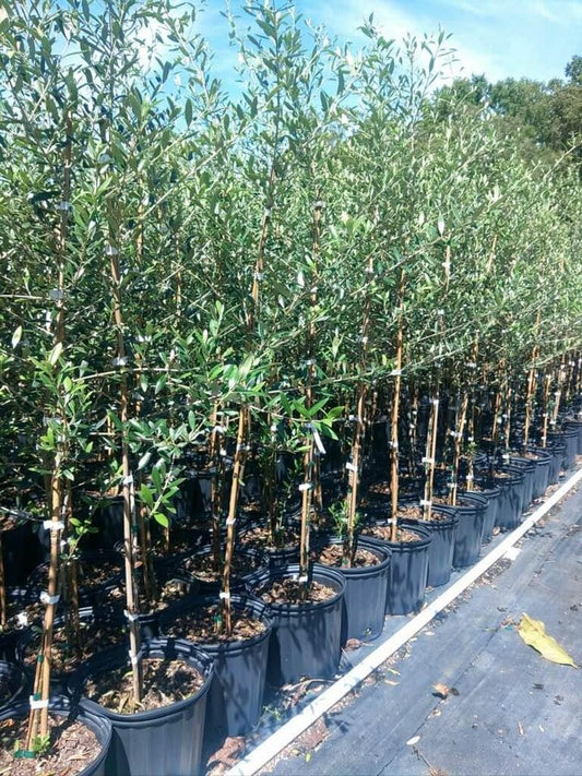 Black Olive Tree