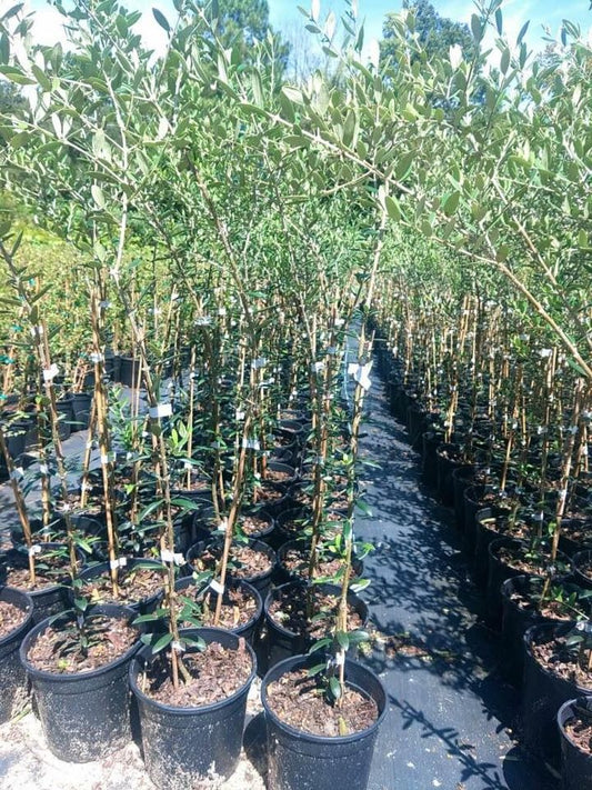 Black Olive Tree
