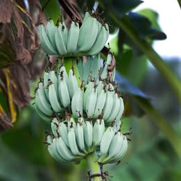 'Ice Cream' Banana