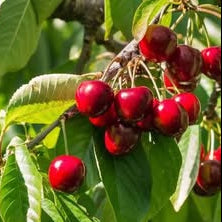 'Bing' Cherry - Grafted