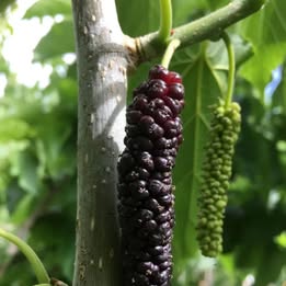 Himalayan/Pakistani Mulberry