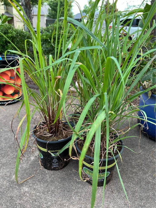 Lemongrass