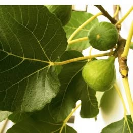 Lemon Fig