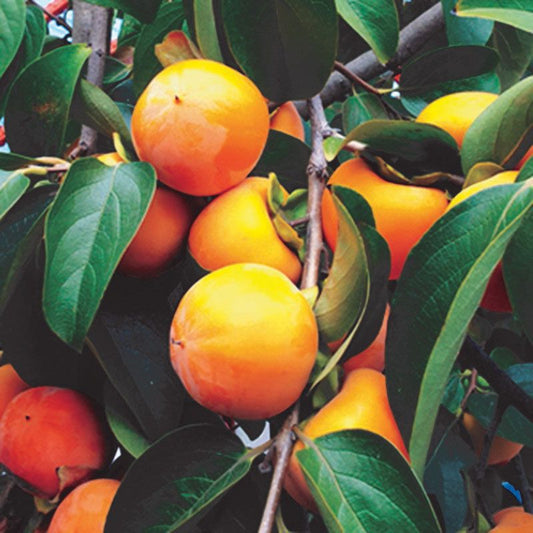Maekawa Jiro Persimmon Tree, 3 Gallon Pot